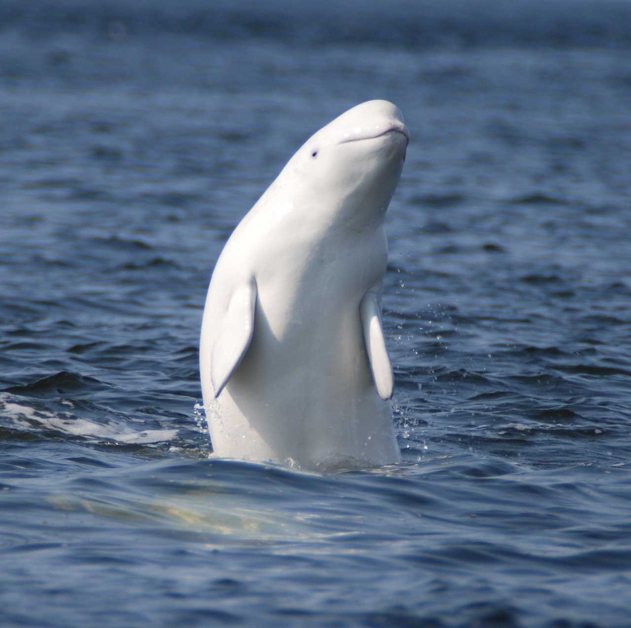 Белуха – белый кит. Национальный парк «Онежское Поморье», Россия. Фотография с сайта парка.