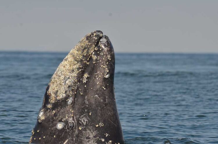Сахалин, Россия, Russian Gray Whale Project. Фотография Анастасии Куницы.