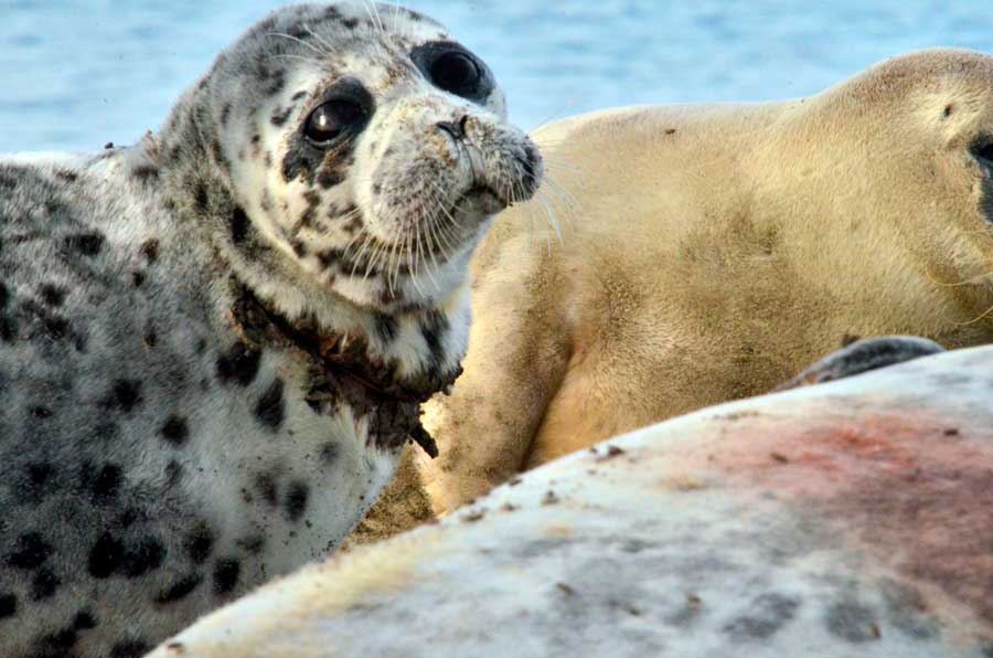Caspian seals injured by fishing gears. The Kendirli Bay, 2017. Photo by M. Baimukanov. 