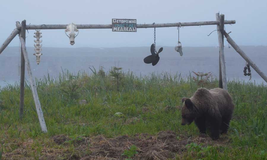 Медведь на выпасе. Заказник «Восточный», о. Сахалин, Россия. Фотография предоставлена Олегом Рязанцевым.