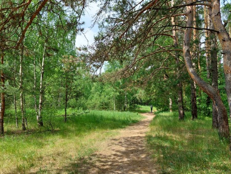 Ромашковский лес, Московская область, Россия. Фотография предоставлена Мусиенко Татьяной.